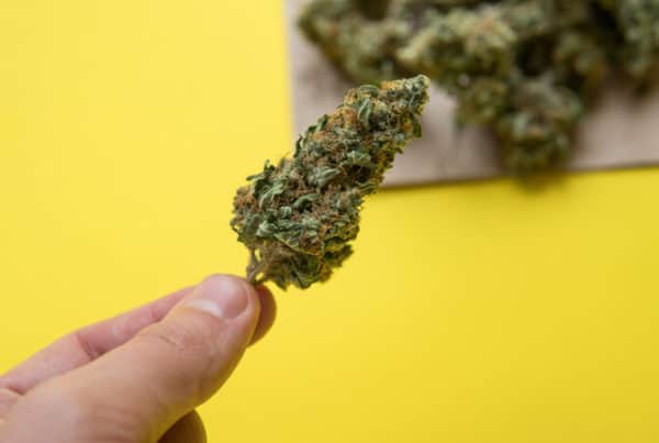 man holding lemon diesel weed strain isolated on yellow
