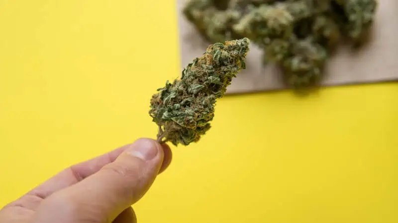 man holding lemon diesel weed strain isolated on yellow