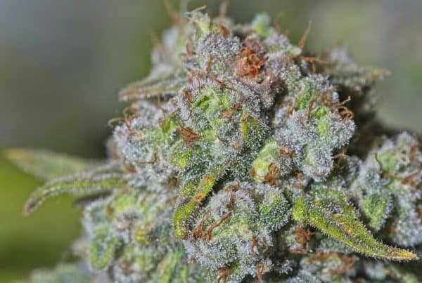 up close of a macro of cannabis bud, lemon pie weed strain