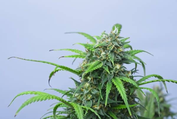 cannabis strain isolated on blue, lucid blue strain