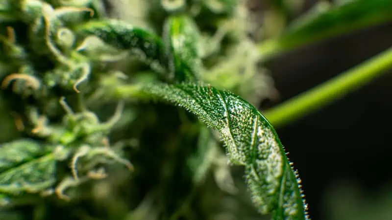 close up of cannabis plant, Mac 10 weed strain