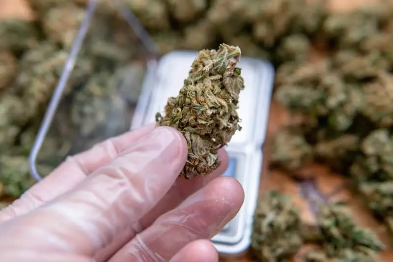 gloved hand holding a cannabis bud, marijuana prices