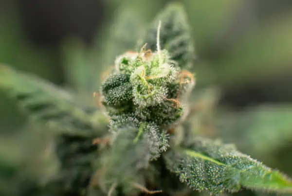 up close of cannabis plant, milk and cookies strain