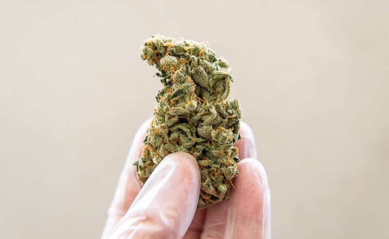 gloved hand holding cannabis strain, nf1 weed strain