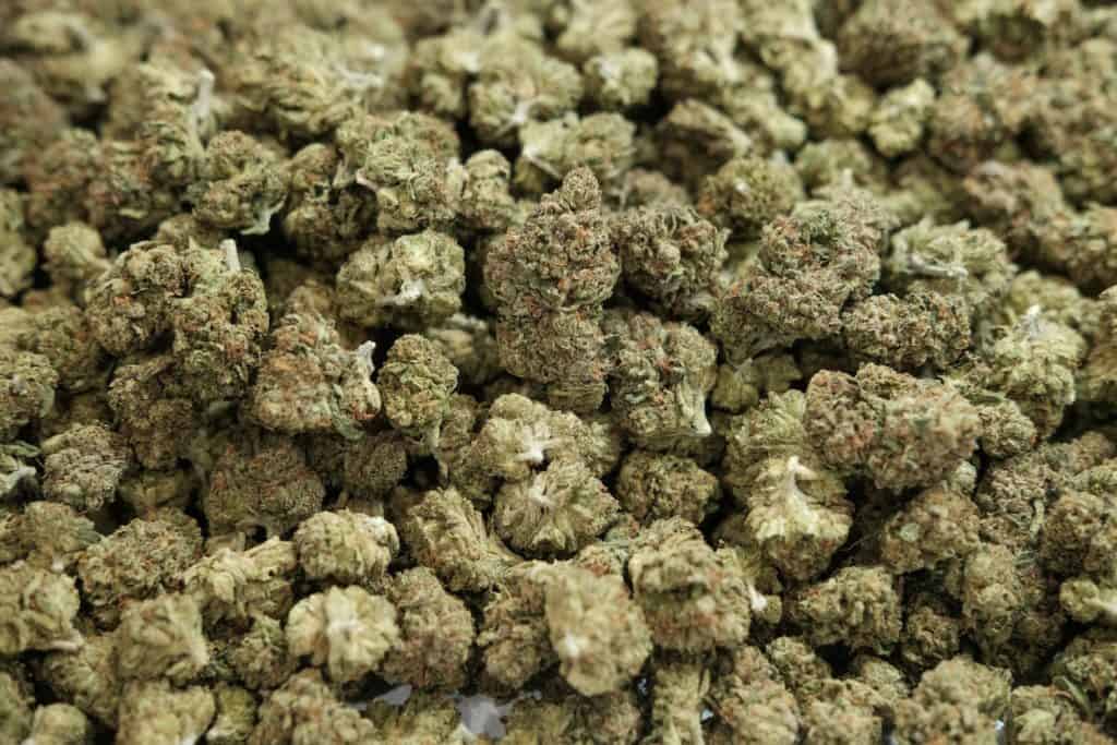 pile of cannabis buds