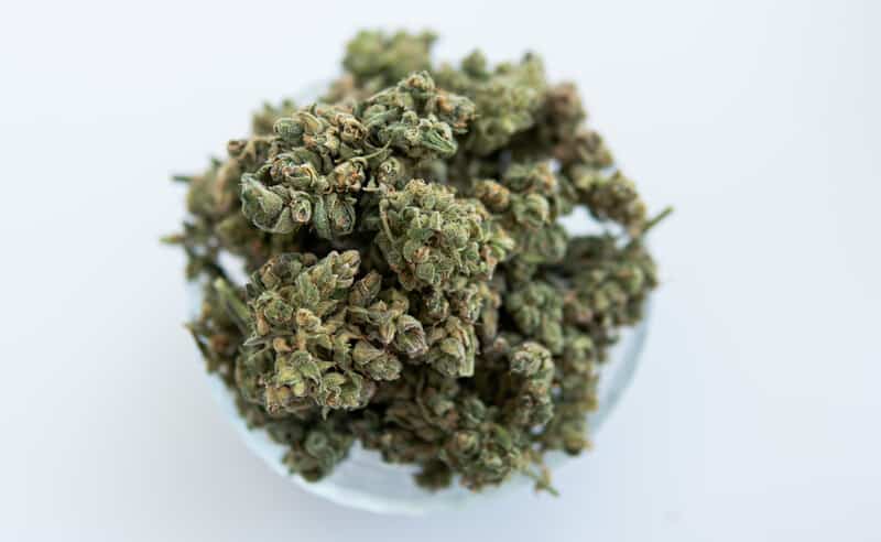 Power Plant Weed Strain Review & Information