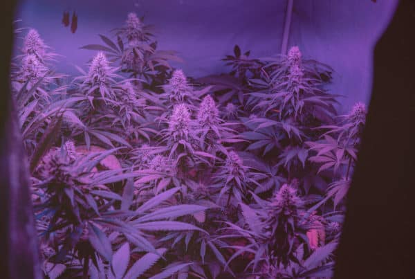 cannabis plants in a grow room under purple lighting, purple diesel weed strain