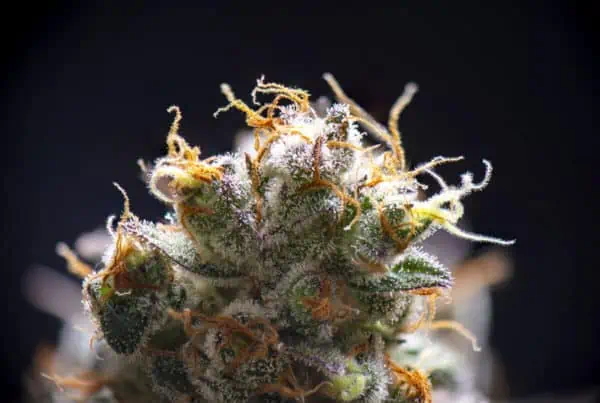 cannabis bud under a microscope isolated on black, sour glue strain