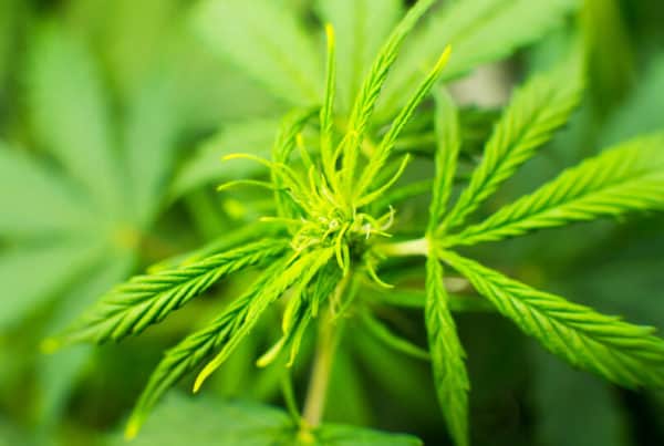 green cannabis plant, space cookies strain