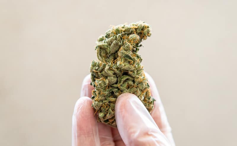 gloed hand holding a cannabis bud