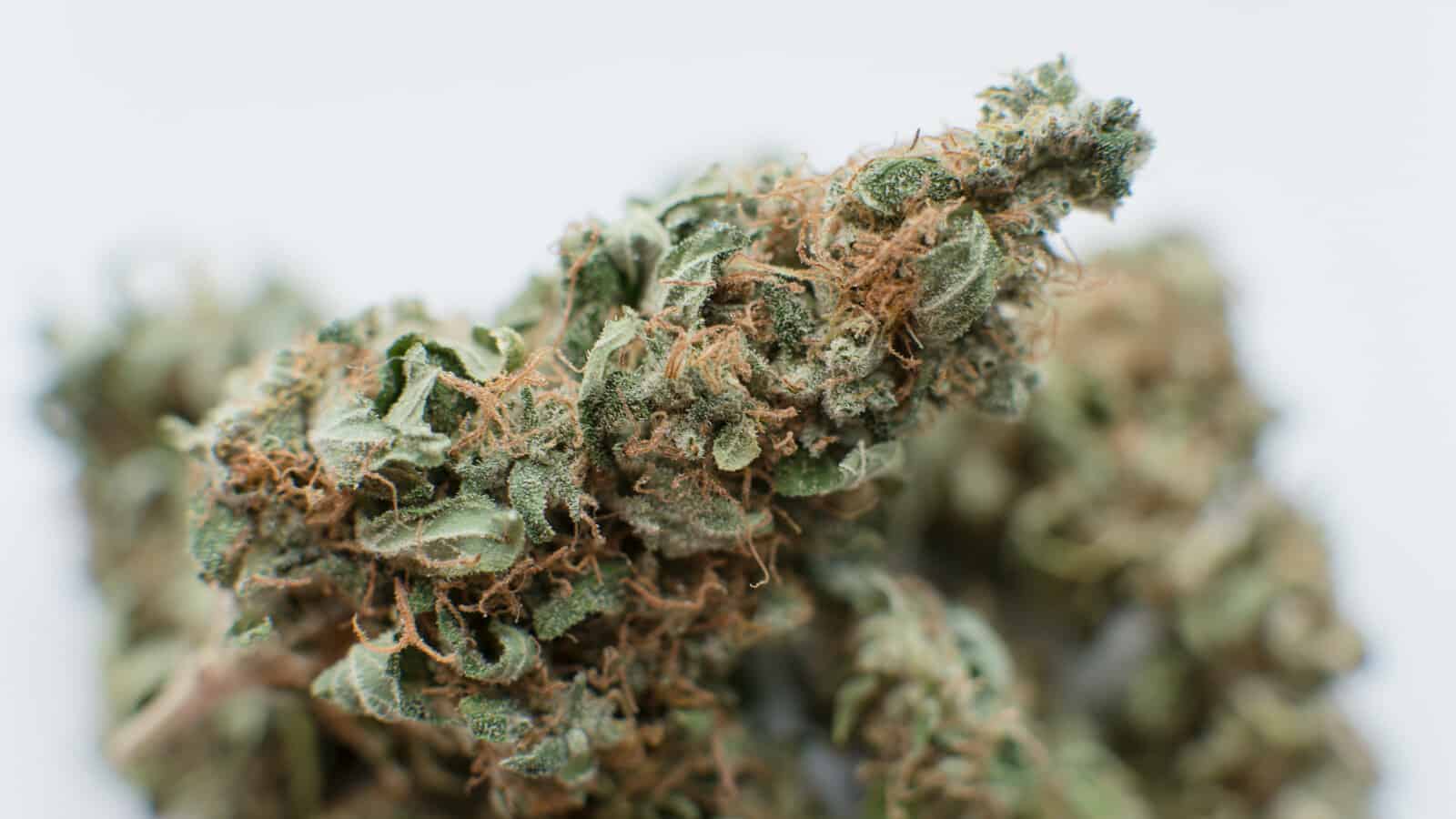 What is an Eighth of Weed?