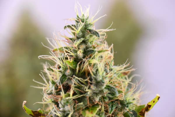 closeup of a cannabis plant flowering, 10th planet strain
