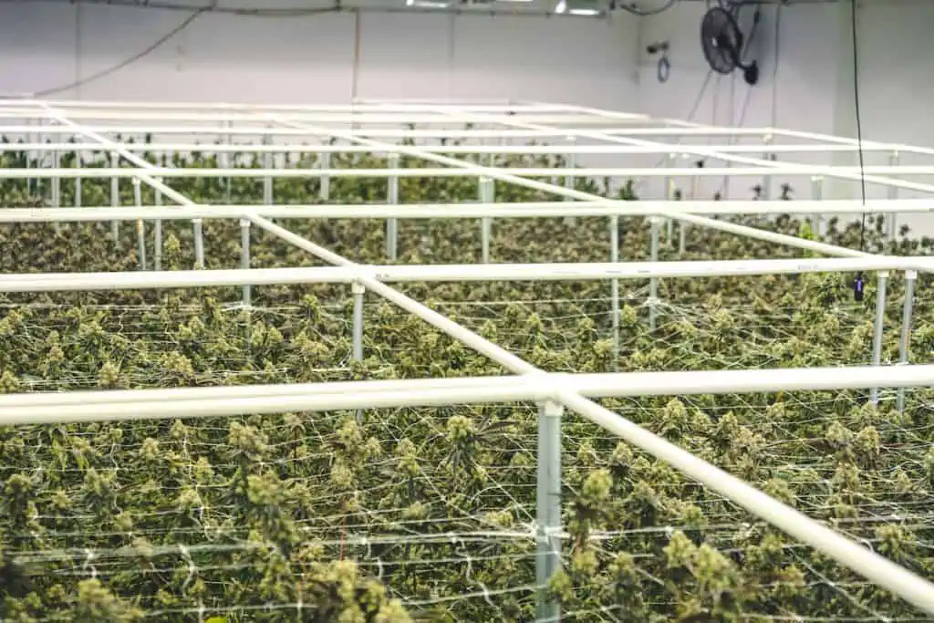 commercial cannabis factory, best school in colorado to grow weed