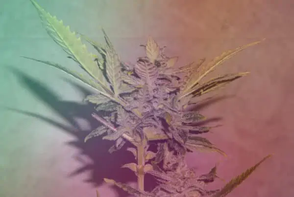 purple greenish cannabis plant, star killer strain