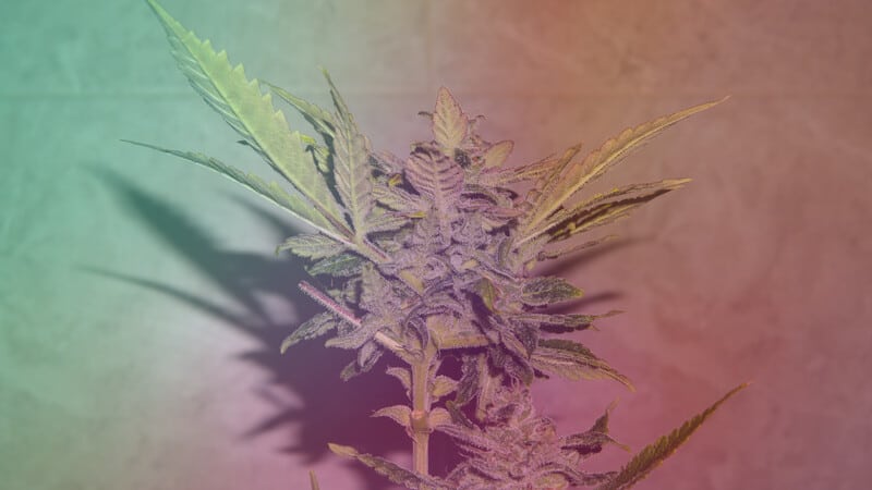 Star Killer Weed Strain Review & Information