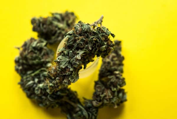 cannabis macro isolated on yellow, banana weed strain