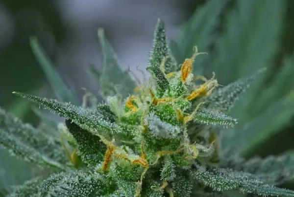 cannabis plant up close, tiger's milk strain