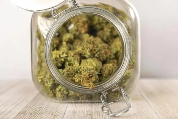 cannabis buds in a glass jar, tiramisu strain