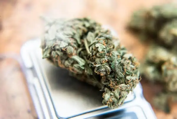 cannabis bud on scale, white gorilla strain