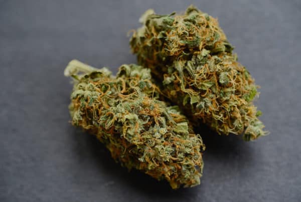 cannabis buds on grey, area 41 weed strain
