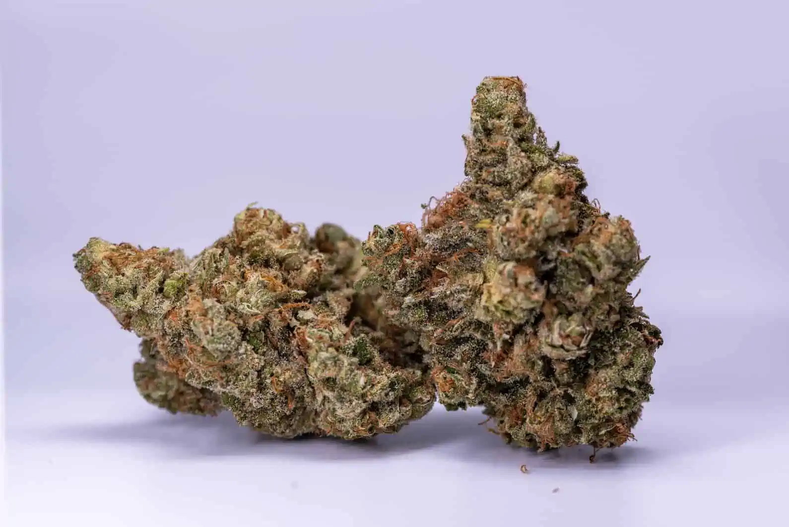 Berry Punch Weed Strain Review & Information