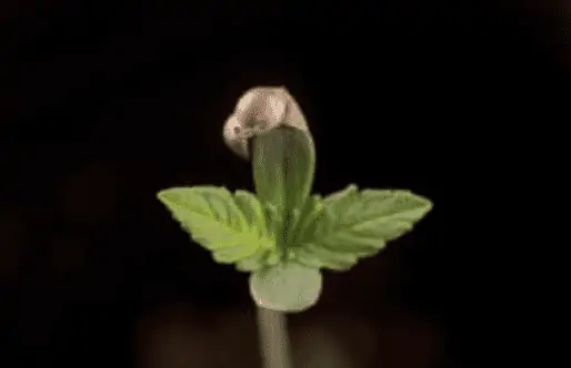 cannabis seeds vs clones