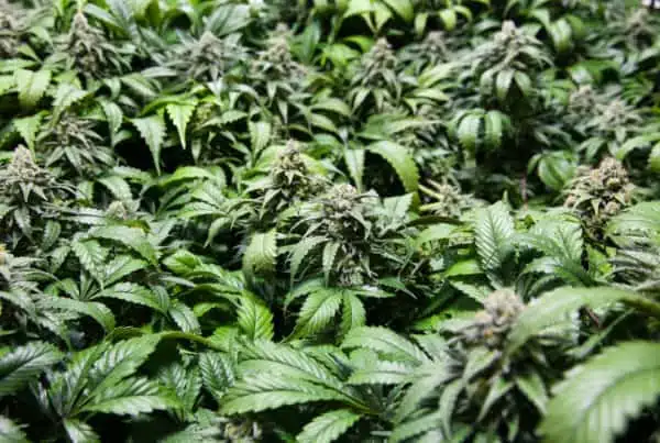 field of cannabis plants, sea of green