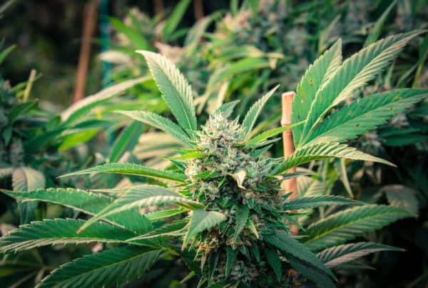 cannabis plant growing outdoors, black cherry pie strain
