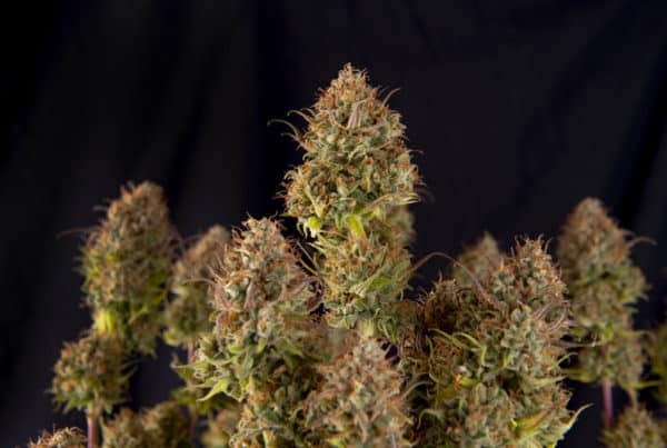 cannabis buds isolated on black, blood diamond weed strain