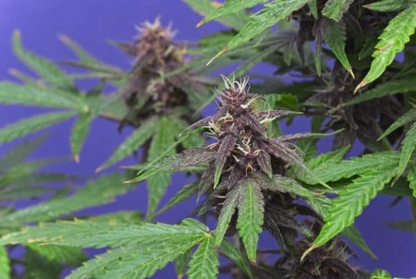 cannabis plants isolated on purple, blue diamond strain