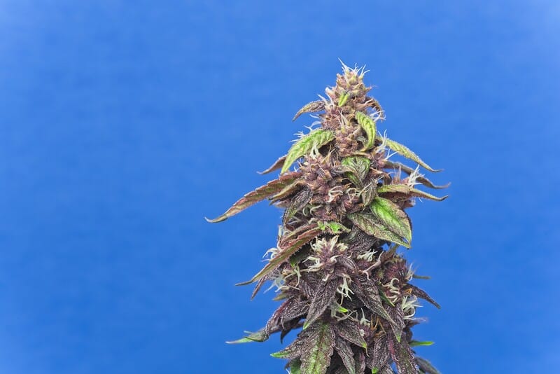 macro of cannabis on blue, blue haze strain
