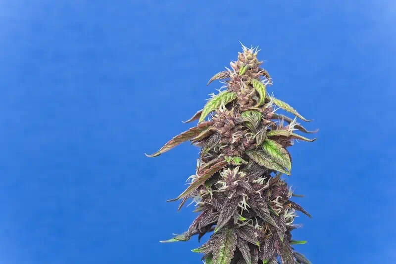 Blue Haze Weed Strain Ultimate Look