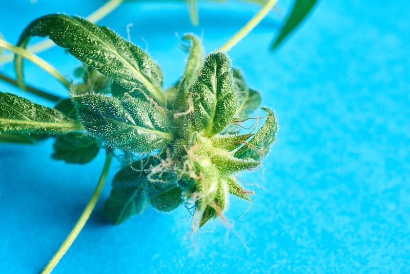 cannabis leaf on light blue, blue widow weed strain