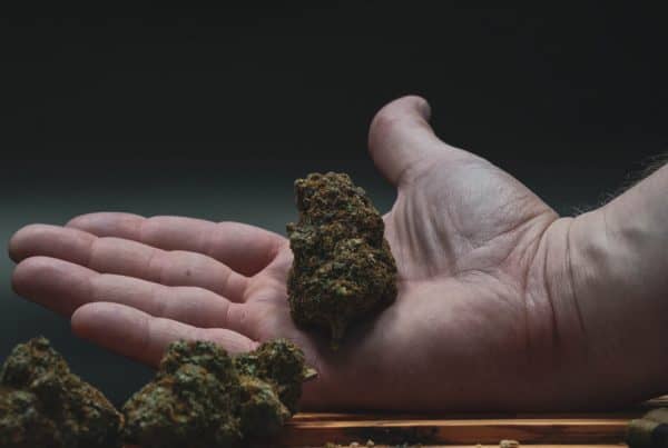 a hand holding a cannabis bud, how long does weed stay good