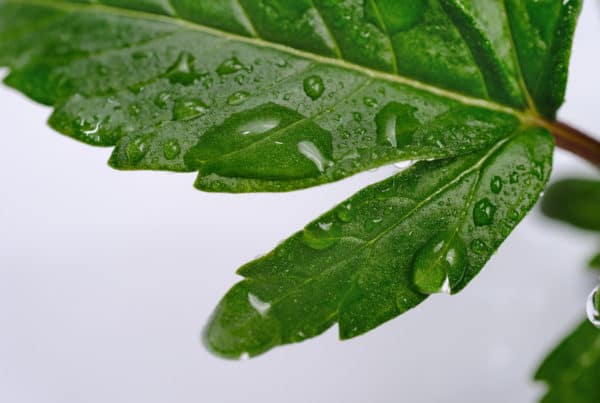 green leaf with water drops on it, will rain hurt my buds