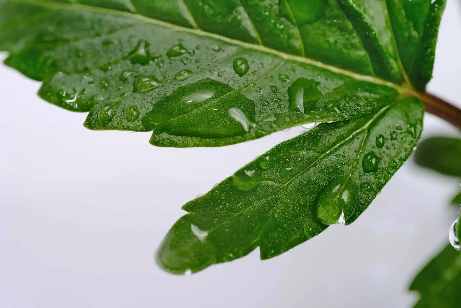 Will Rain Hurt My Buds When Growing Cannabis?