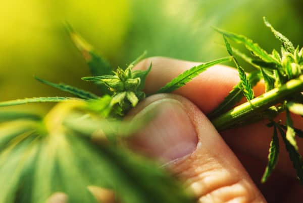 hand holding a cannabis plant, Illinois cannabis college
