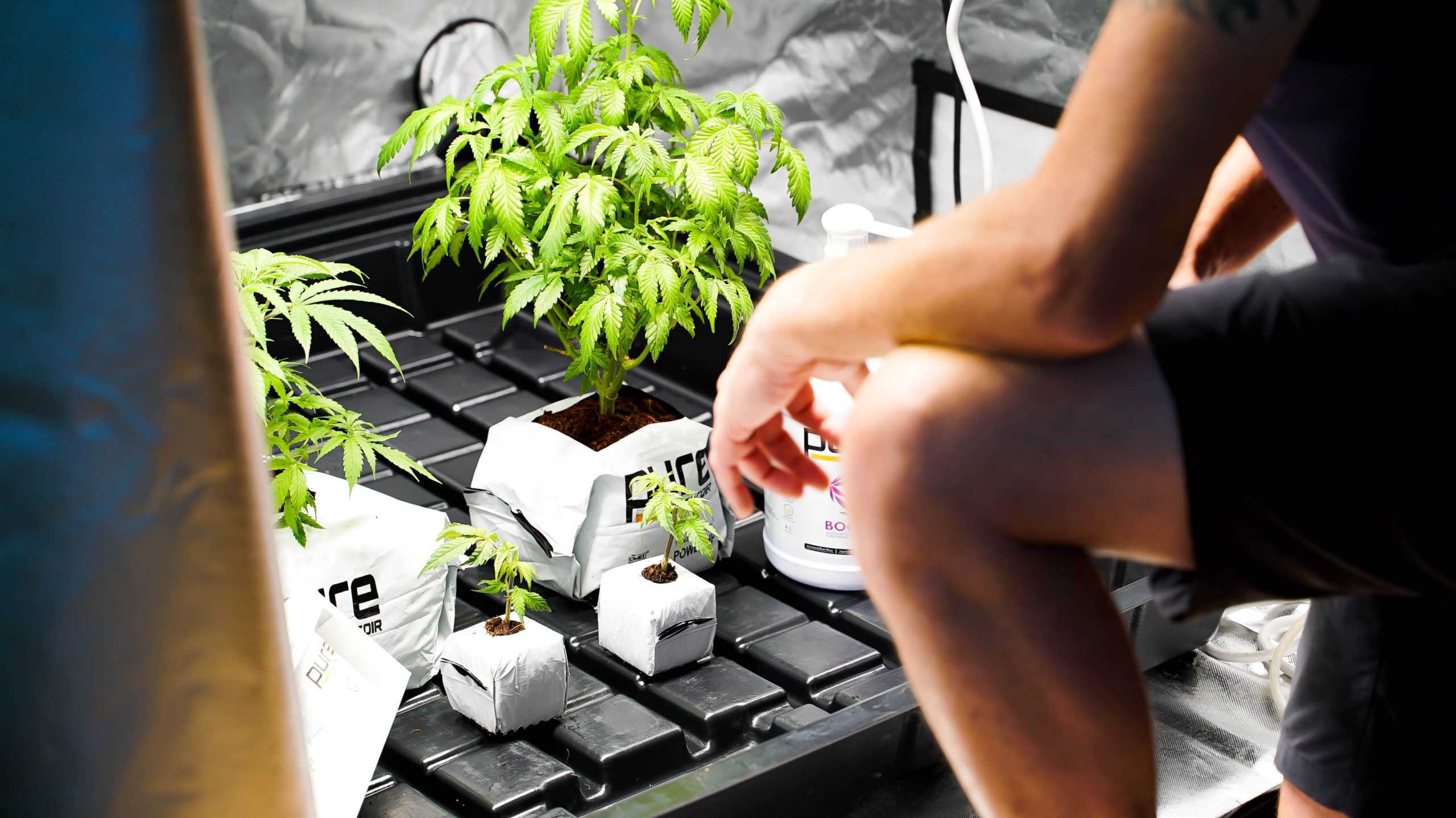 man sitting in front of growing cannabis plants, Iowa cannabis college