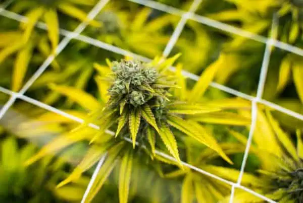 cannabis plants growing, cannabis legalization outcomes