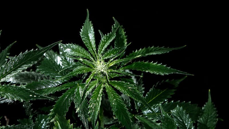 When and How to Flush Cannabis Plants