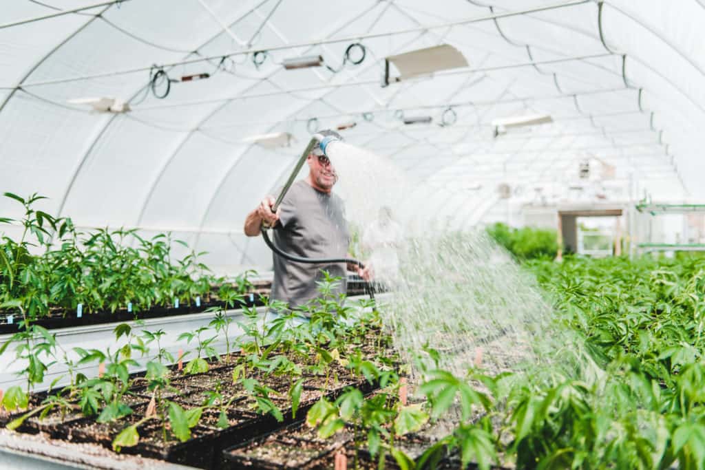 man watering indoor cannabis plants