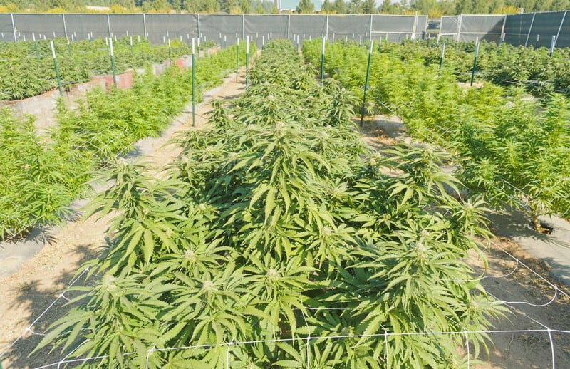 cannabis plants growing outside in lines