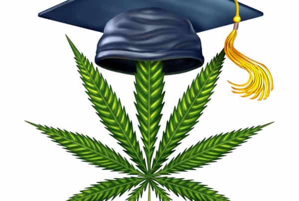 Marijuana education and cannabis information as a graduation mortar board with a green leaf as a medical weed or legal pot facts symbol with 3D illustration elements.