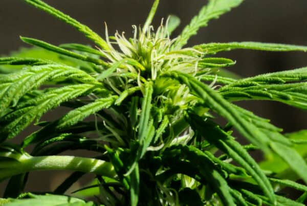 Freakshow cannabis plant.