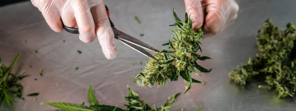 How to harvest cannabis, how to cure cannabis, how to trim cannabis. 
