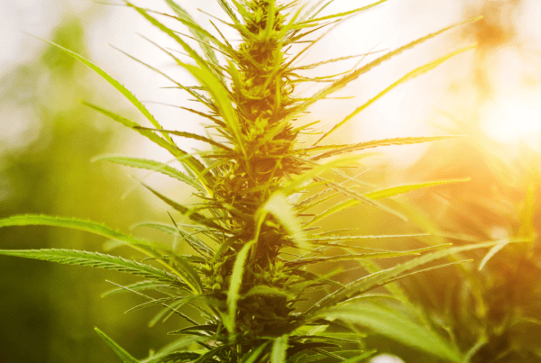 sunlight on cannabis plant