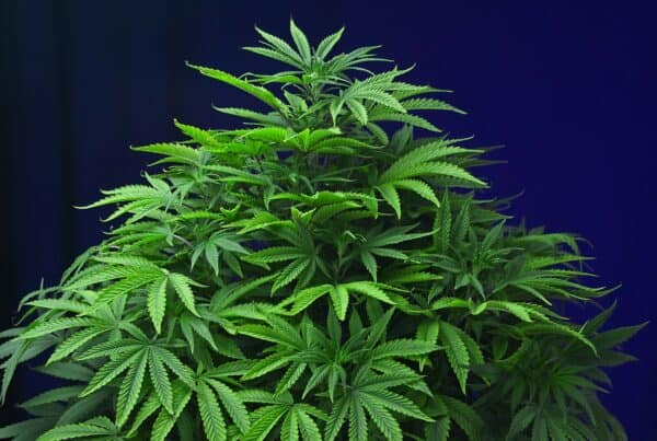 cannabis plant, or green flower.