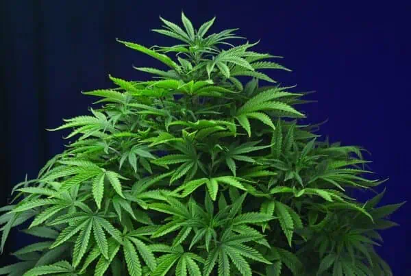 cannabis plant, or green flower.
