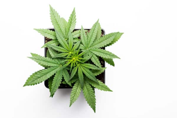 cannabis plant in soil isolated on white, applying for cannabis jobs in minnesota