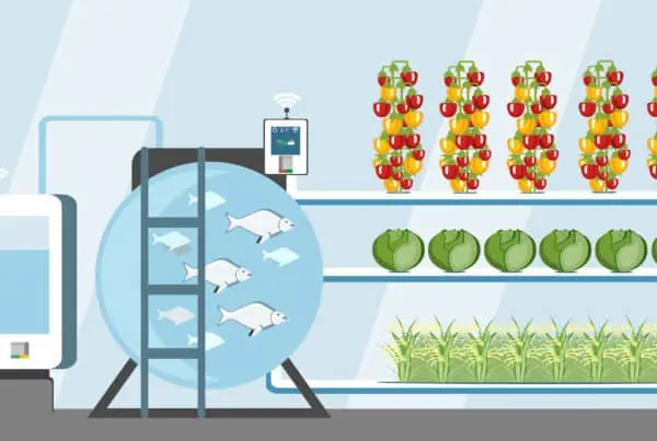 How to grow cannabis in an aquaponic system